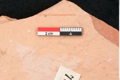 Foto (Detailansicht) von Glyptostrobus europaeus Brongniart (NHMW-GEO-2024-0188-7954)